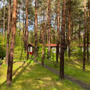 Bungalow im Kiefernwald direkt an der Ostsee (b)